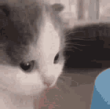 Small Cat Hehe GIF - Small Cat Hehe GIFs