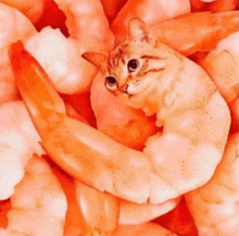 a cat is sitting in a pile of shrimp and looking at the camera