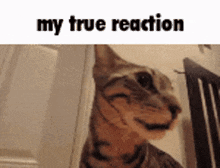 My True Reaction Cat GIF - My True Reaction Cat Love GIFs