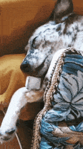 a dalmatian dog laying on a couch with an ice cube on its paw