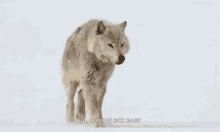 Snowing Winter GIF - Snowing Winter Wolf GIFs