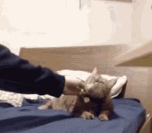 Xqccat Cuddle GIF - Xqccat Cat Cuddle GIFs