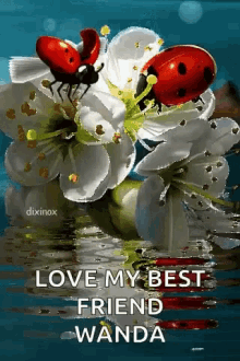 Lady Bugs Love My Best Friend GIF - Lady Bugs Love My Best Friend Bonheur GIFs