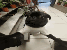 Punch Dog GIF - Punch Dog Pug GIFs