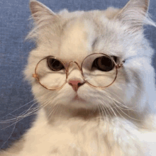 Ryujin Cat GIF - Ryujin Cat Glasses GIFs