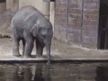 All Animals Do It GIF - Bubble Elephant Cute GIFs