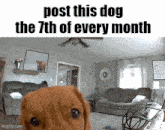 Dog Monthly GIF - Dog Monthly Essica GIFs