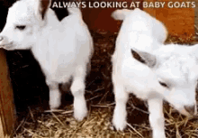 Baby Goats Always Looking At Baby Goat GIF