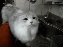 Cat Thirsty GIF