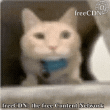 a cat with a blue toy in its mouth is on a free content network advertisement .