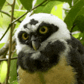 Yawning Owl GIF - Yawning Owl Robert E Fuller GIFs