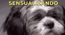 Sensualizando / Sensualizar / Cachorrinho / Bichos Fofos GIF - Dog Sensual Flirty GIFs