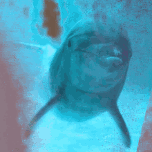 Dolphin Love GIF - Dolphin Love Swimming GIFs