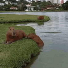 Capybara GIF - Capybara GIFs