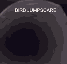 Birb Bird GIF
