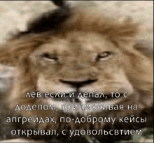 a close up of a lion 's face with russian text below it