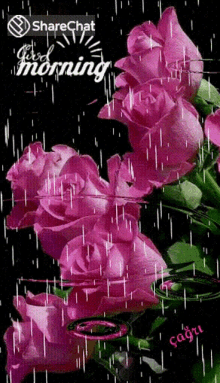 raining rain pink rose rose good morning