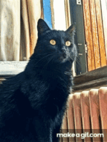 Cats Chats GIF - Cats Cat Chats GIFs