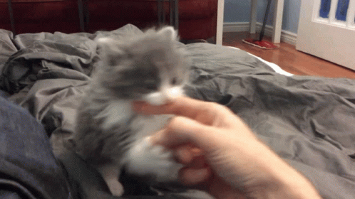 kitten attack gif