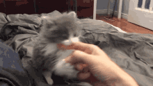 Cat Kitten GIF - Cat Kitten Attack GIFs
