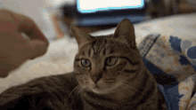 Manx Cat GIF - Manx Cat Petting GIFs