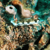 Seaslug GIF - Seaslug GIFs