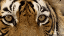 Eye Of The Tiger Tigers Fight For Territory GIF - Eye Of The Tiger Tigers Fight For Territory Look Around GIFs
