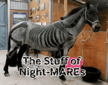 halloween horse skeleton skeletonhorse horseskeleton