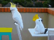 Imposter Cockatoo GIF - Copycat Copy Birds GIFs