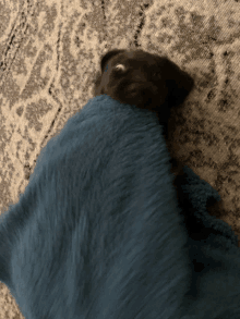 Puppy Blanket GIF - Puppy Blanket In GIFs