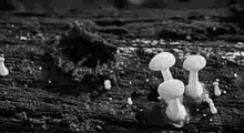 Mushroom Growing GIF - Mushroom Growing Spider GIFs