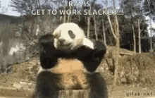 Panda Animals GIF - Panda Animals Cute GIFs