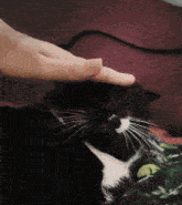 a black and white cat is being petted by a person 's hand
