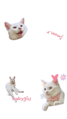 Nekohi Nekohi Cats GIF - Nekohi Nekohi Cats Cat GIFs