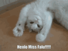 Henlo Cat Henlo GIF - Henlo Cat Henlo Henlo Falu GIFs