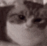 a close up of a cat 's face with a blurry background .