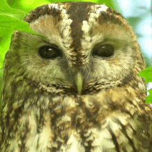 Stare Tawny Owl GIF
