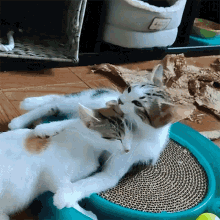 Kitty Kittens GIF - Kitty Kittens Cat GIFs
