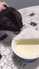 Cat Yogurt GIF - Cat Yogurt Yum GIFs