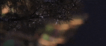 rain is falling on a tree branch at night