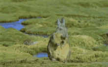 Viscacha Rodent GIF - Viscacha Rodent Chinchilla GIFs