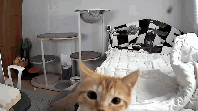 Smack Angry GIF - Smack Angry Cat - Discover & Share GIFs