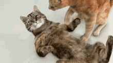 Cat Death GIF - Cat Death Cpr GIFs