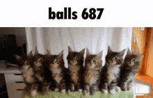a bunch of kittens are lined up in a row with the words balls 687 above them