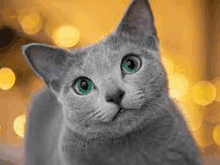Cat Cute Cat GIF - Cat Cute Cat GIFs