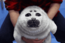 a person is holding a seal puppy in their hands and it is looking at the camera .