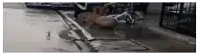 a capybara is walking down a wet sidewalk next to a manhole cover .