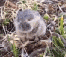 a close up of a seal laying in the grass .