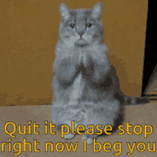 Cat What Do You Want GIF - Cat What Do You Want What Are You Doing GIFs