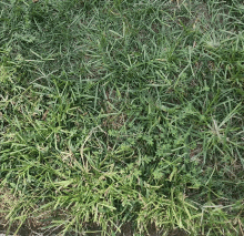 Creeper Grass GIF - Creeper Grass Touch Grass GIFs